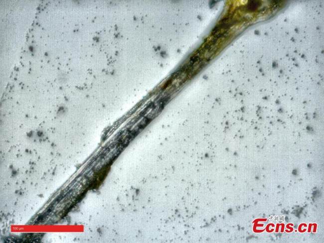 Η φωτογραφία αρχείου δείχνει προϊόντα ύφανσης μπαμπού που φαίνονται στο μικροσκόπιο. (Η φωτογραφία παρέχεται στην υπηρεσία China News Service)