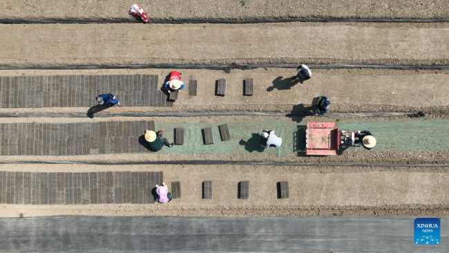 Αεροφωτογραφία που τραβήχτηκε στις 5 Μαΐου 2022, την ημέρα της Λισιά, ή τις αρχές του καλοκαιριού, δείχνει αγρότες που εργάζονται στο χωράφι στην πόλη Σανχέ της περιοχής Χονγκζέ στην Χουάϊ’αν, στην επαρχία Τζιανγκσού της ανατολικής Κίνας.