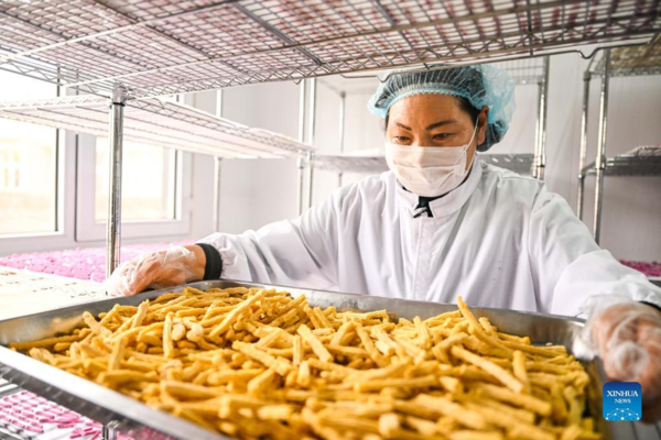 Η Τάο Γκάο στεγνώνει ένα νέο γαλακτοκομικό προϊόν στο εργαστήριό της στο Λάβαρο Τζενγκλάν του Σιλινγκόλ, στην Αυτόνομη Περιοχή της Εσωτερικής Μογγολίας στην βόρεια Κίνα, 27 Απριλίου 2022. [Xinhua/Lian Zhen]