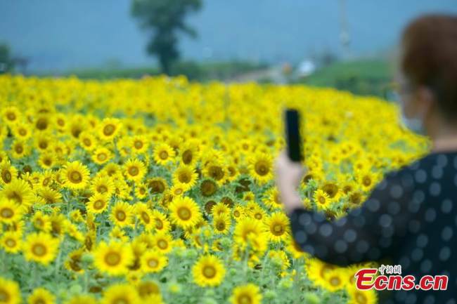 Βγάζοντας φωτογραφίες σε ένα χωράφι γεμάτο ανθισμένα ηλιοτρόπια στο Χανγκτζόου, στην επαρχία Τζετζιάνγκ της ανατολικής Κίνας, 15 Ιουνίου 2022.