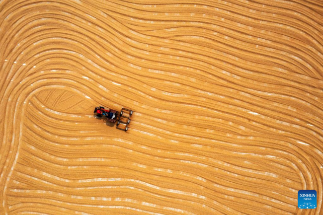 Αεροφωτογραφία δείχνει έναν αγρότη να στεγνώνει σιτάρι στην περιοχή Πενγκλάι του Γιεντάι, στην επαρχία Σανντόνγκ της ανατολικής Κίνας, 21 Ιουνίου 2022. (Φωτογραφία Yu Liangyi/Xinhua) 