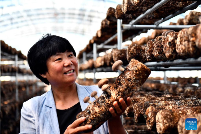 Η Τζανγκ Σοουγίνγκ ελέγχει την κατάσταση των βρώσιμων μανιταριών σε ένα θερμοκήπιο στο χωριό Χονγκνίγια στην κομητεία Γουλιέν του Ριτζάο, στην επαρχία Σαντόνγκ της ανατολικής Κίνας, 17 Ιουνίου 2022. 