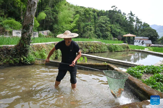 Στις 19 Ιουλίου αγρότης πιάνει ψάρια σε μια προστατευόμενη περιοχή συγκαλλιέργειας ρυζιού-ψαριού στην επαρχία Τσινγκτιέν, στην επαρχία Τζετζιάνγκ της ανατολικής Κίνας.
