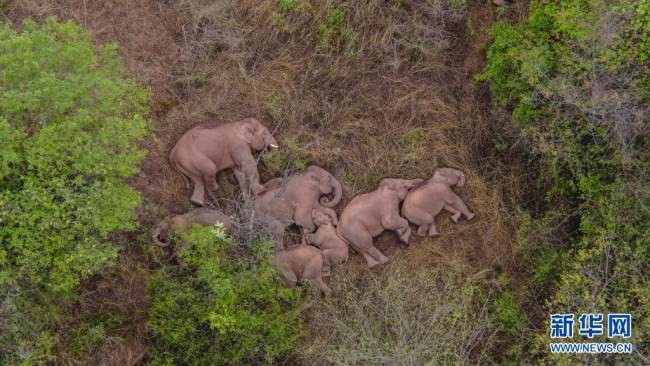 Az elefántok mélyen alszanak az erdőben<br>Forrás: Xinhua Hírügynökség