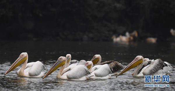 Stol de pelicani albi, o apariție surpriză în Haikou