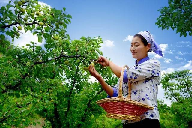 Dezvoltarea turismului cu agricultură organică din Lingqiu