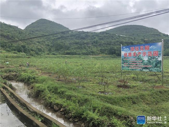 Economia „zonei deșertificate”, o reușită a prefecturii Zhenfeng