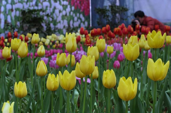 Chongming dezvoltă turismul profilat pe flori