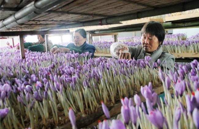 Chongming dezvoltă turismul profilat pe flori