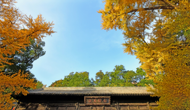 Arborele pagodelor de la Templul Dajue, în nuanțe aurii