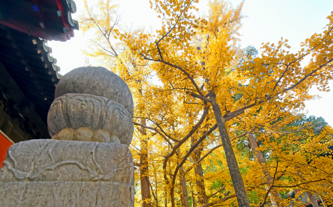 Arborele pagodelor de la Templul Dajue, în nuanțe aurii