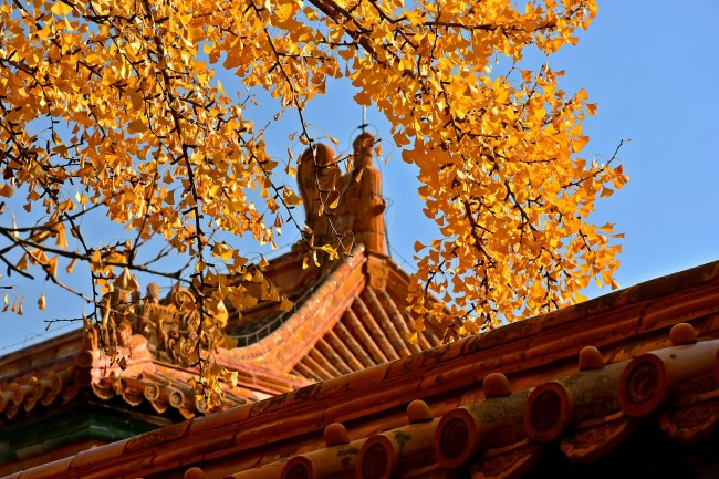Arborele pagodelor din Orașul Interzis