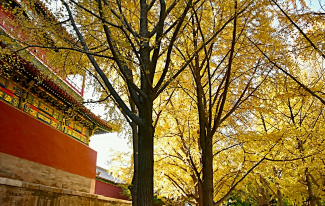Arborele pagodelor din Orașul Interzis