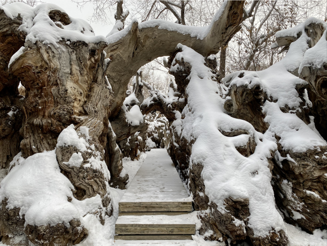 Parcul ecologic antic din Xinjiang