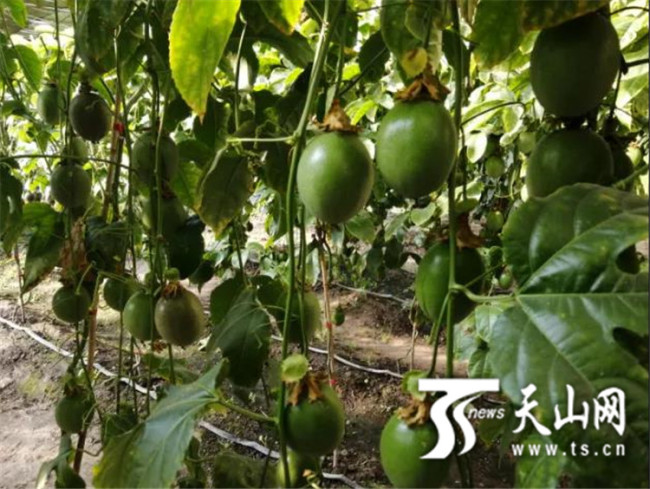 Soiuri de fructe din sudul Chinei cultivate cu succes în Xinjiang