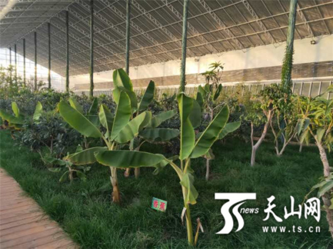 Soiuri de fructe din sudul Chinei cultivate cu succes în Xinjiang