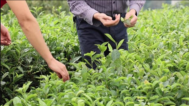 Fermieri de ceai pe calea îmbogățirii