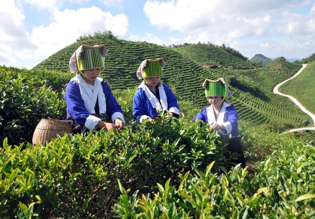 Trei femei de etnie tuyao din comuna Shatian culeg ceai pe plantație.