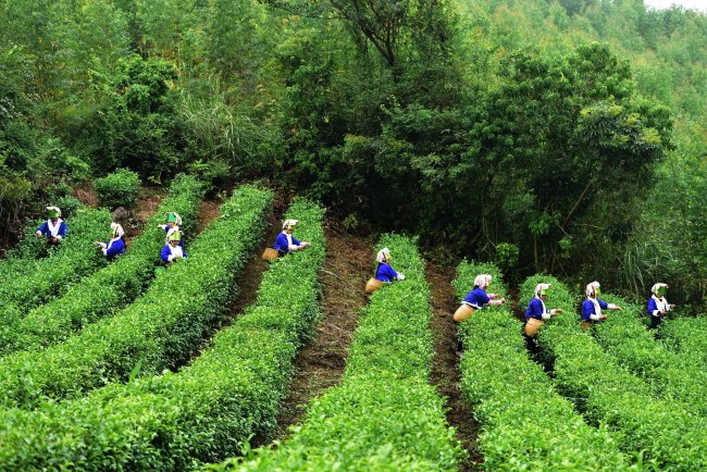 O plantație de ceai din comuna Shatian, populată de ramura tuyao din cadrul etniei yao