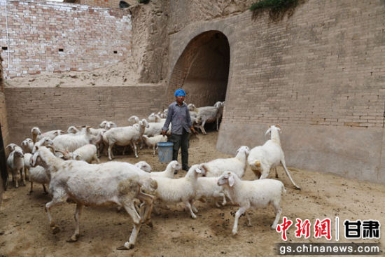 Dezvoltarea producției de ovine în prefectura Huanxian