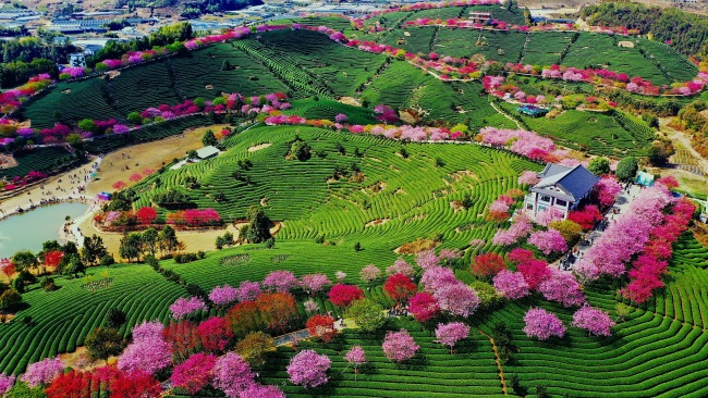 Cireșii înfloriți, atracția din provincia Fujian