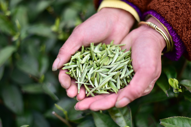 Culegerea ceaiului în provincia Guizhou