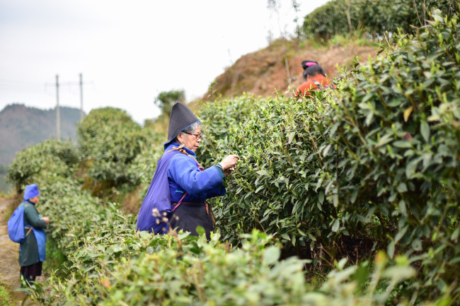 Culegerea ceaiului în provincia Guizhou