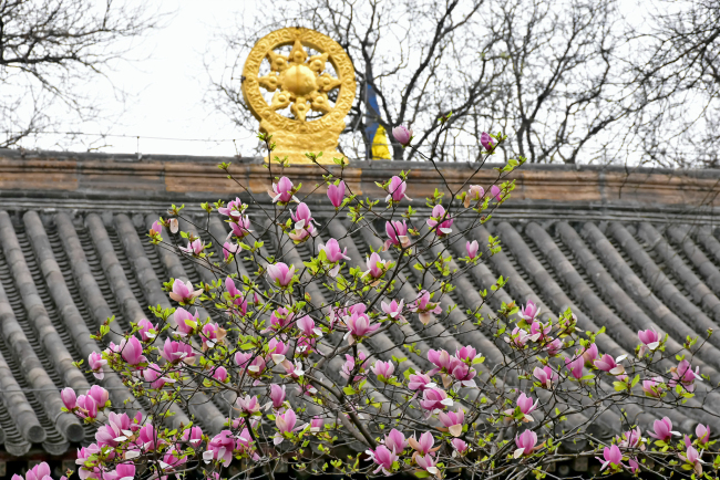 Flori de liliac și magnolia în Templul Guangji