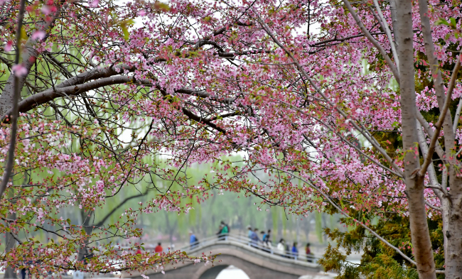 Flori de cireș în Parcul Yuyuantan
