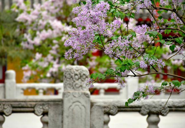 Flori de liliac și magnolia în Templul Guangji