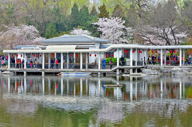 Flori de cireș în Parcul Yuyuantan