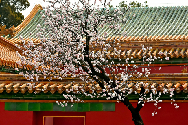 Florile primăverii împodobesc Palatul Imperial