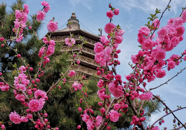 Florile de la Templul Cishou, un tablou de primăvară