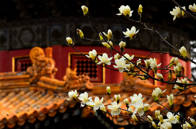Florile primăverii împodobesc Palatul Imperial