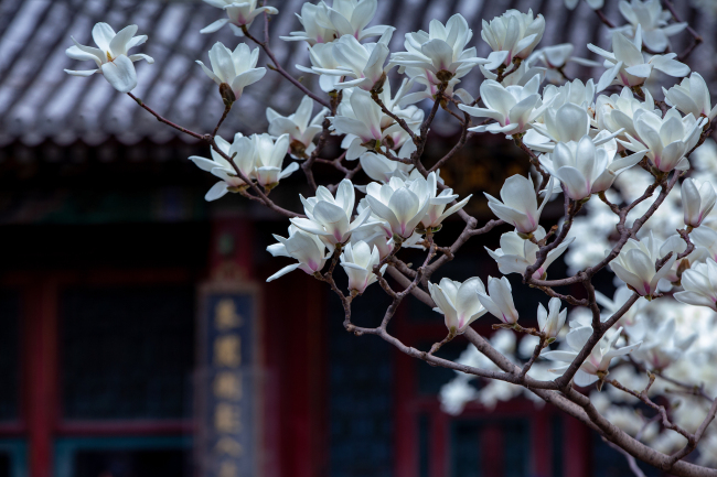 Beijing, lumea florilor