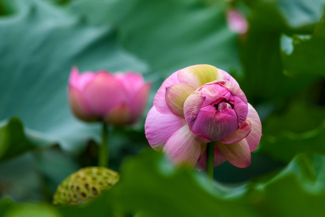 Două flori de lotus împart aceeași tulpină