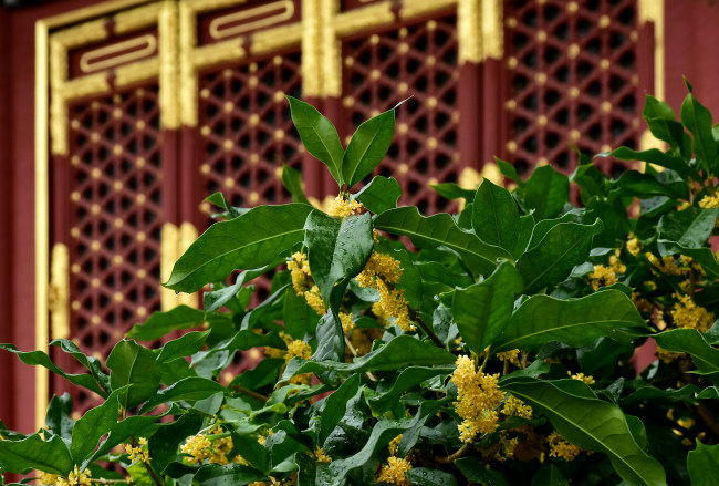 Florile Osmanthus fragrans înfloresc în Palatul de Vară