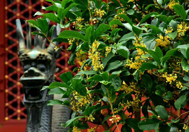 Florile Osmanthus fragrans înfloresc în Palatul de Vară