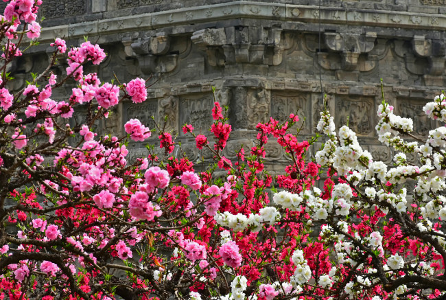 Florile de primăvară dau splendoare parcului Linglong