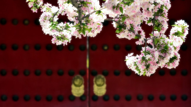 Florile din curtea Palatului Imperial se întrec în frumusețe
