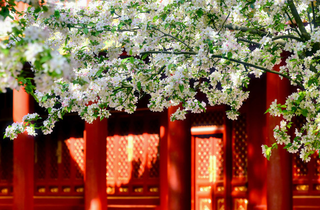 Florile din curtea Palatului Imperial se întrec în frumusețe