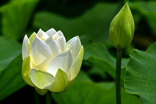 ​Lotus alb, simbolul purității