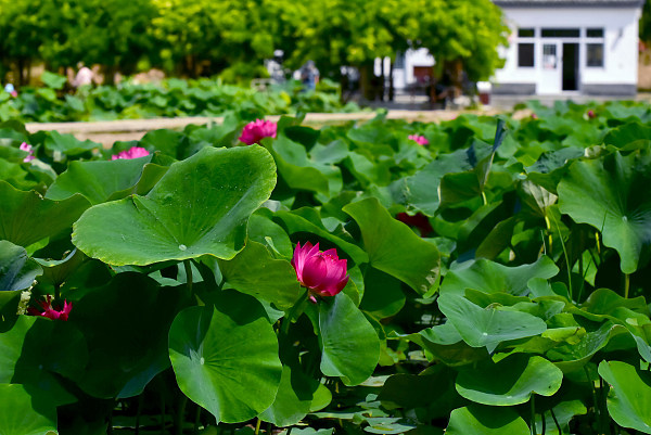 Grădina imperială Yuanmingyuan inundată de flori de lotus