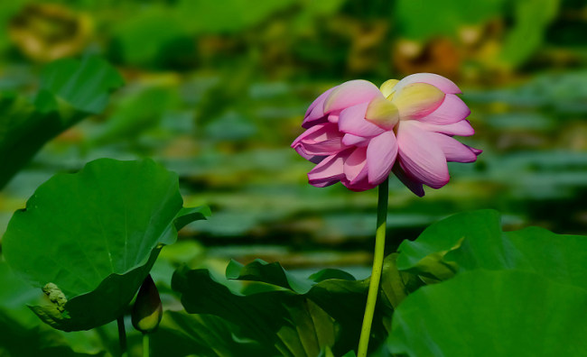Florile gemene de lotus, din parcul Yuanmingyuan