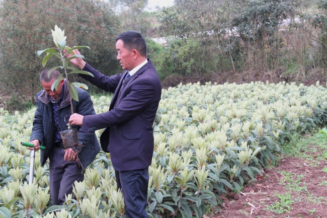 Pei Džungfu: Uzgajanjem voćaka do imućnijeg života