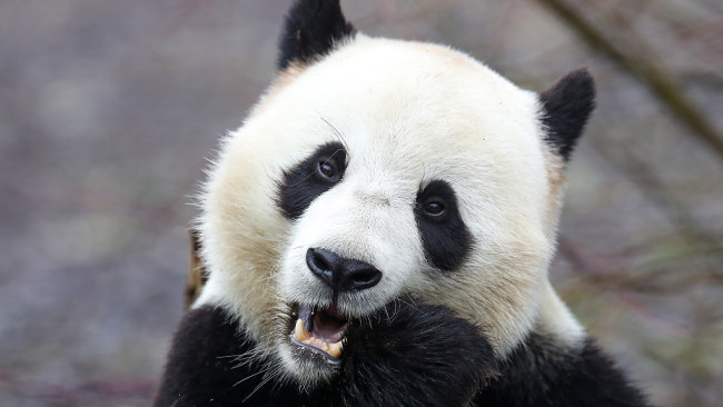 Džinovska panda Tian Bao ostaje u Belgiji zbog ograničenja kovid-19