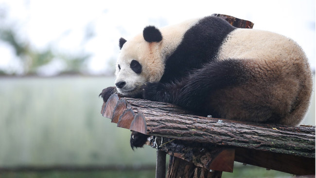 Džinovska panda Tian Bao ostaje u Belgiji zbog ograničenja kovid-19