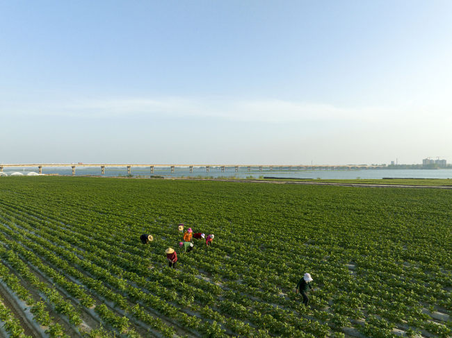 Prolećni poljoprivredni radovi širom Kine u punom zamahu