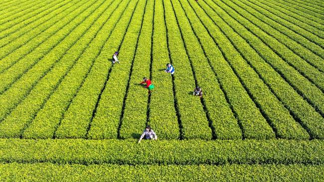 Prolećni poljoprivredni radovi širom Kine u punom zamahu