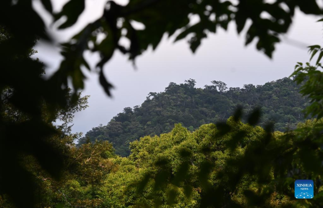 Pejzaž u Državnom parku tropske prašume u Hajnanu